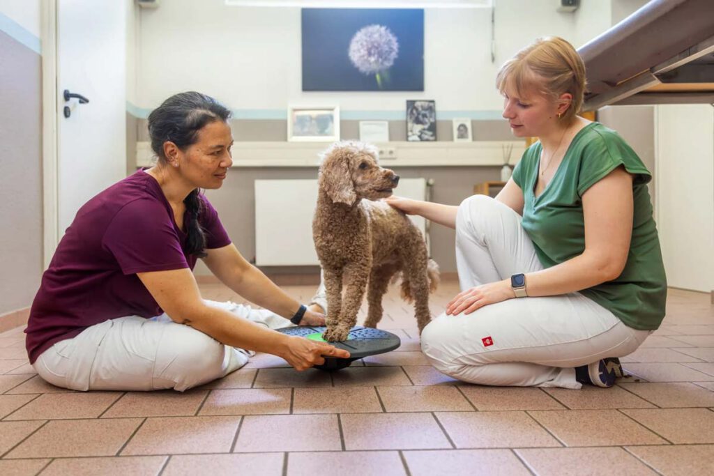 fortbildung / ausbildung tierphysiotherapie im Vierbeiner Reha-Zentrum in Bad Wildungen, die Tierphysiotherapie Praxis.