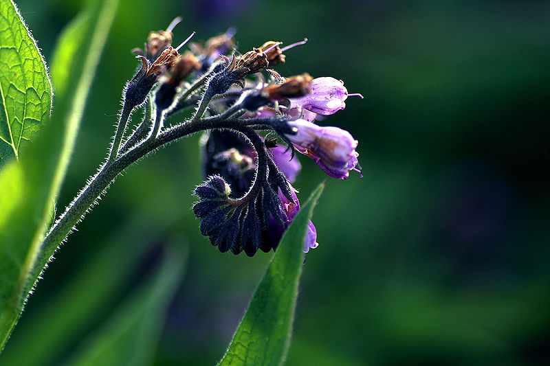Phytotherapie - Pflanzliche Heilmittel wirksam einsetzen – ganzheitliche Therapieansätze für Hunde, Katzen und kleine Heimtiere verständlich und praxisnah erklärt - Vierbeiner Rehazentrum Bad Wildungen