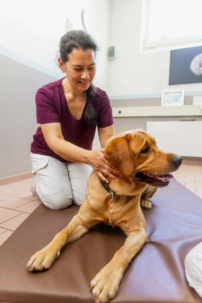 Vierbeiner Rehazentrum Bad Wildungen. Ausbildung Tierphysiotherapie und weitere Seminare, Aubsildungen und Fortbildungen.