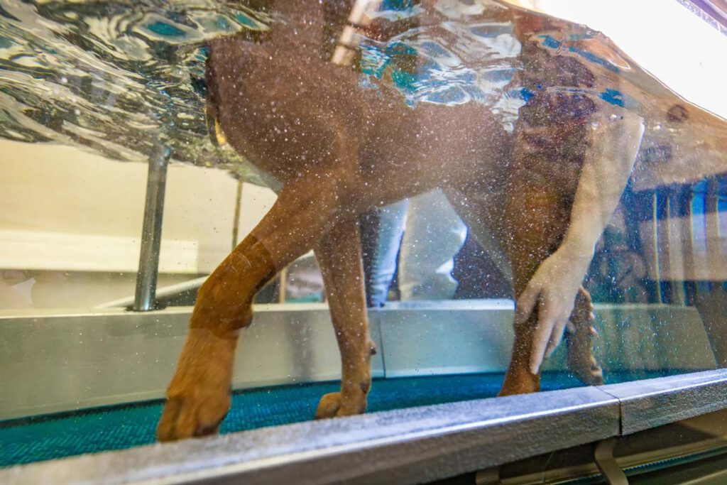 Hund läuft auf dem Unterwasserlaufband im Vierbeiner Reha-Zentrum in Bad Wildungen. Das Vierbeiner Reha-Zentrum bildet aus, u.a. im Bereich Tierphysiotherapie, als Tierphysiotherapeut/-in