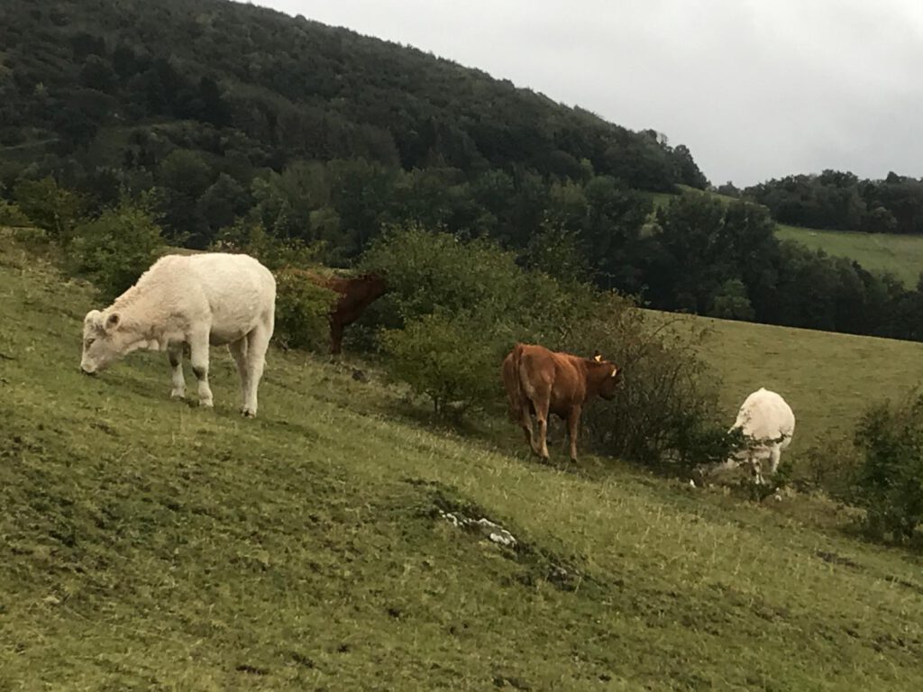 Rinder auf einer Weide