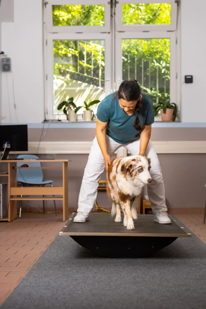 Ausbildung Tierphysiotherapie / Tierphysiotherapeut/-in - Wackelbrett - im Vierbeiner Reha-Zentrum in Bad Wildungen