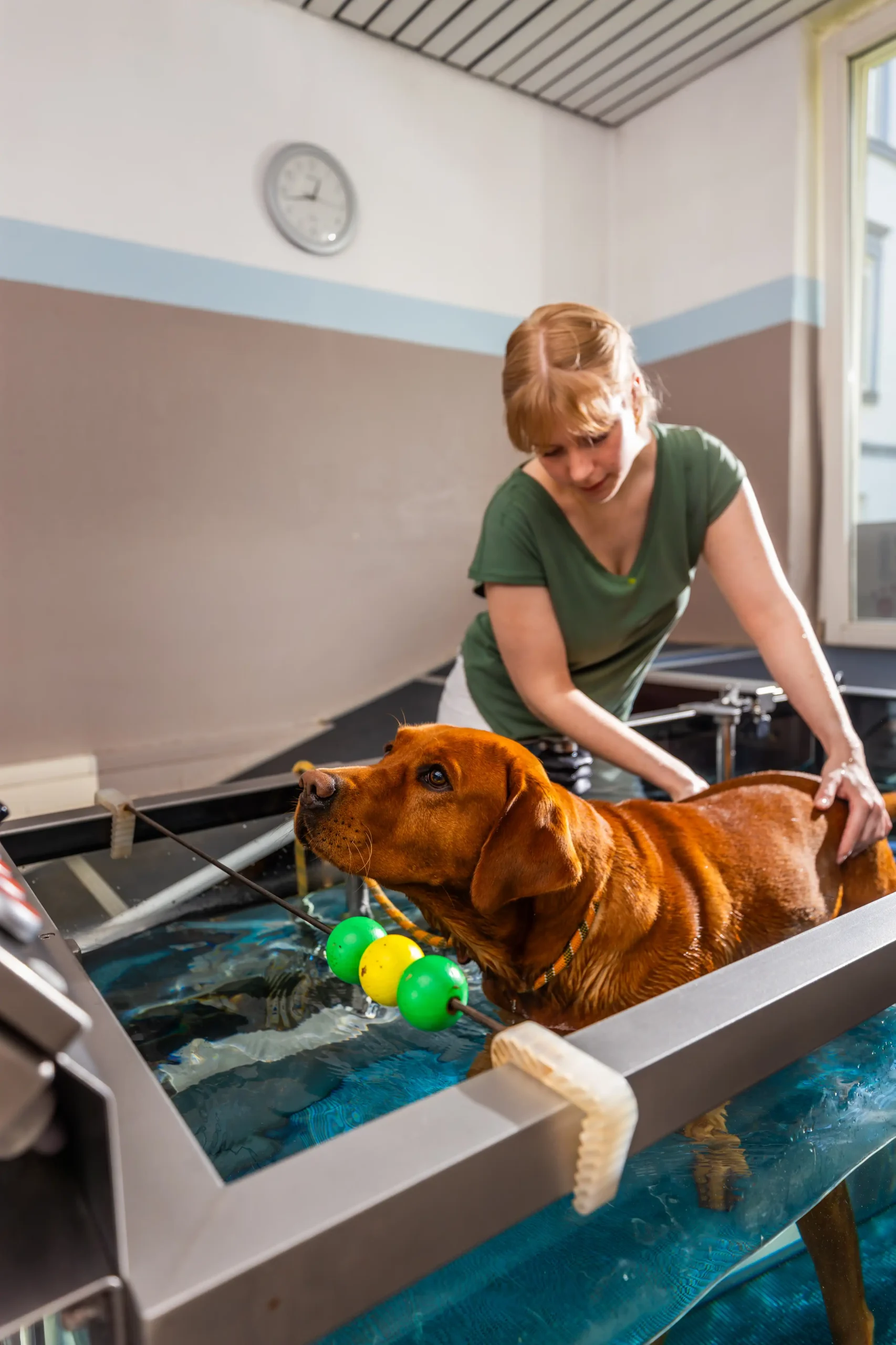 Ausbildung Tierphysiotherapie / Tierphysiotherapeut/-in - Hund auf Unterwasserlaufband im Vierbeiner Reha-Zentrum in Bad Wildungen