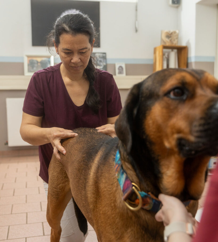 Ausbildung Tierphysiotherapie / Tierphysiotherapeut/-in - im Vierbeiner Reha-Zentrum in Bad Wildungen